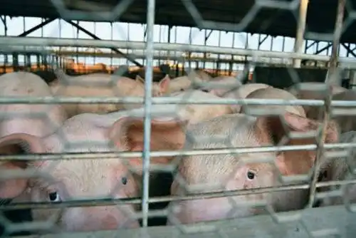 Агитация против меха и мяса