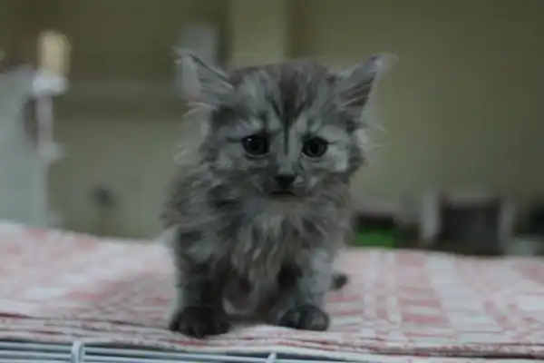 Отдам котят!