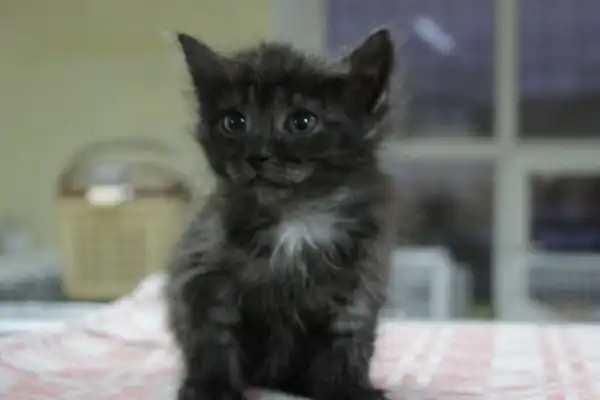 Отдам котят!