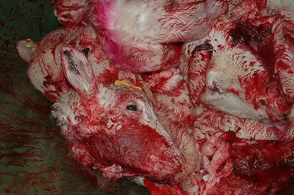 Агитация против меха и мяса
