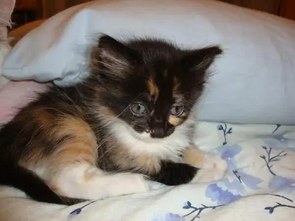 рыжий пушистый котенок в добрые руки.