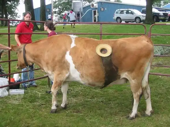 Тюнинг коровы - клапан для загрузки кормов.