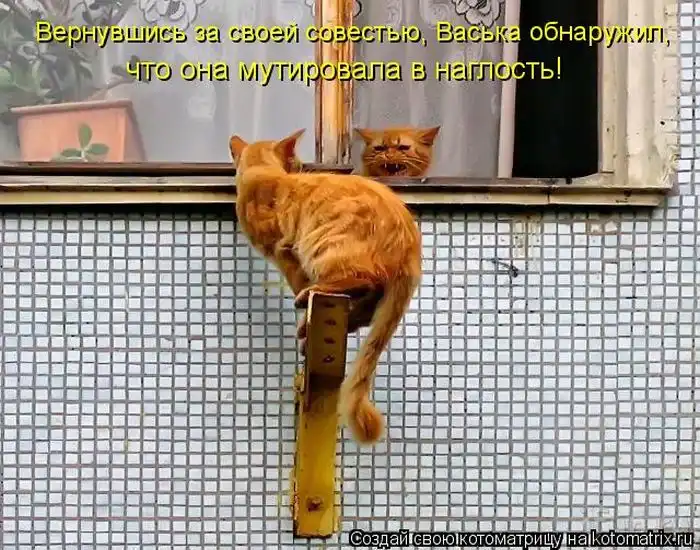Лучшие котоматрицы недели Лучшие котоматрицы недели