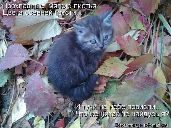 Лучшие котоматрицы недели Лучшие котоматрицы недели