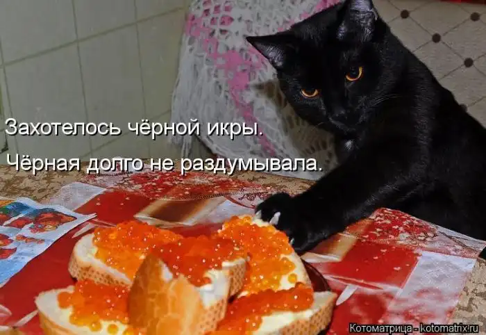 Лучшие котоматрицы недели Лучшие котоматрицы недели