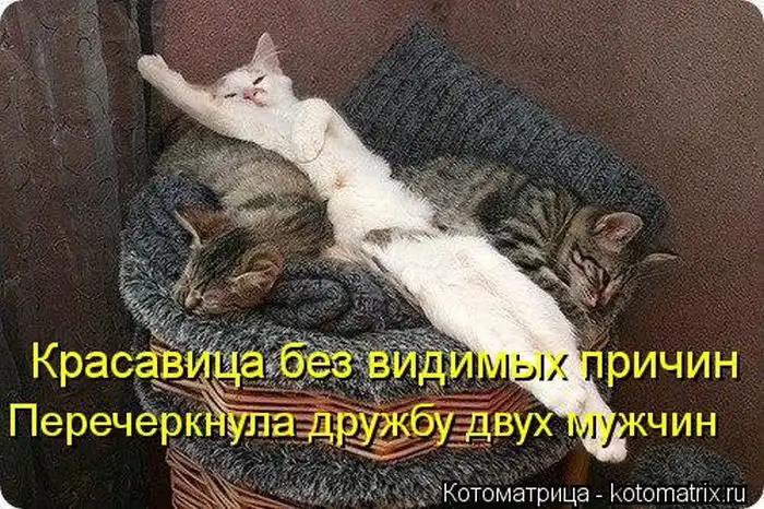 Лучшие котоматрицы недели Лучшие котоматрицы недели