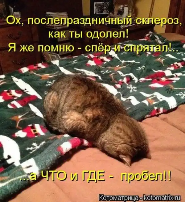 Лучшие котоматрицы недели Лучшие котоматрицы недели