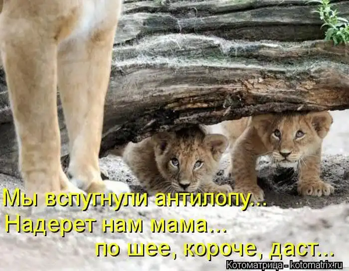 Лучшие котоматрицы недели Лучшие котоматрицы недели