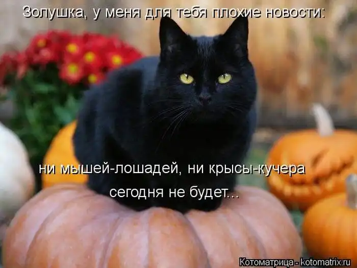 Лучшие котоматрицы недели Лучшие котоматрицы недели