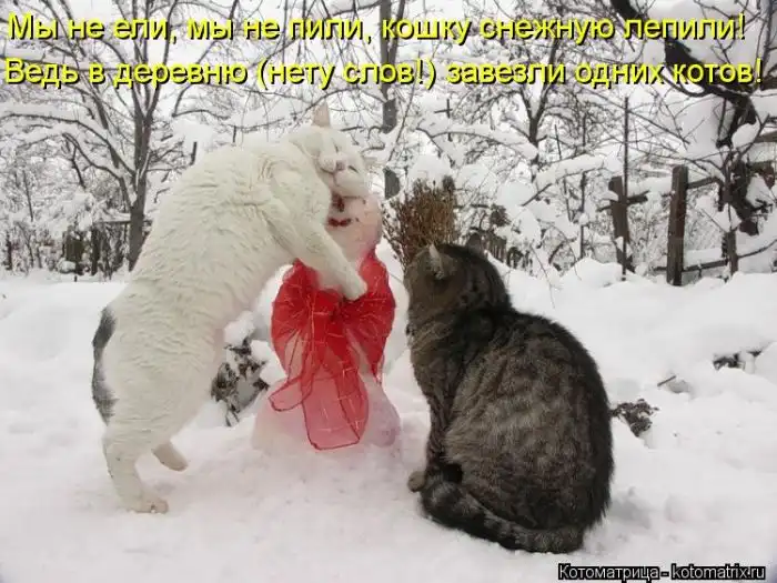 Лучшие котоматрицы недели Лучшие котоматрицы недели