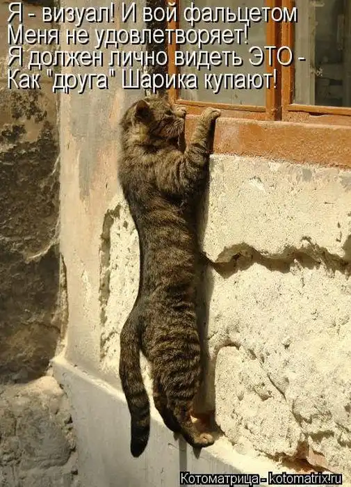 Лучшие котоматрицы недели Лучшие котоматрицы недели