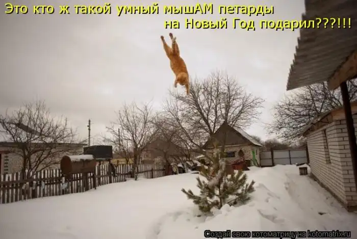 Лучшие котоматрицы недели Лучшие котоматрицы недели