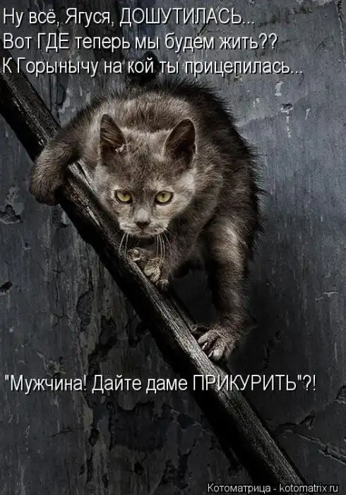 Лучшие котоматрицы недели Лучшие котоматрицы недели
