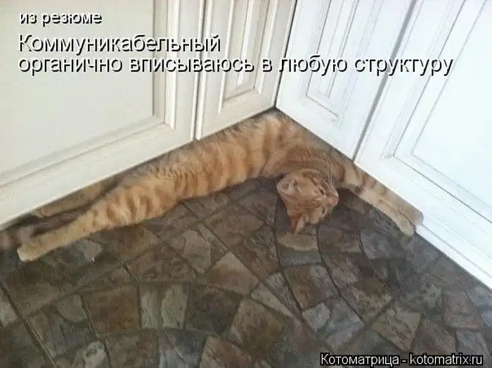 Лучшие котоматрицы недели Лучшие котоматрицы недели