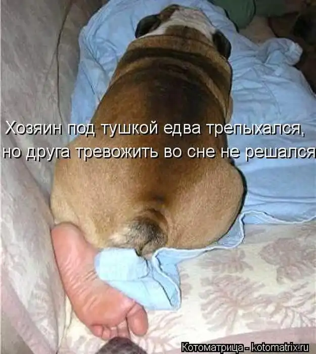 Лучшие котоматрицы недели Лучшие котоматрицы недели
