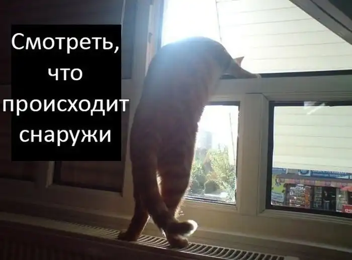 Грустная история счастливого кота