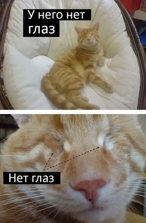 Грустная история счастливого кота