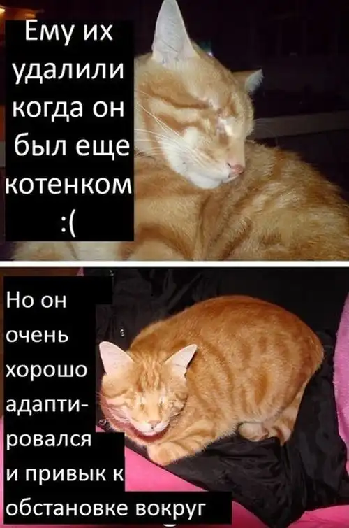 Грустная история счастливого кота