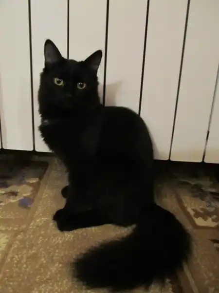 Отдам в хорошие руки котёнка Нюшу