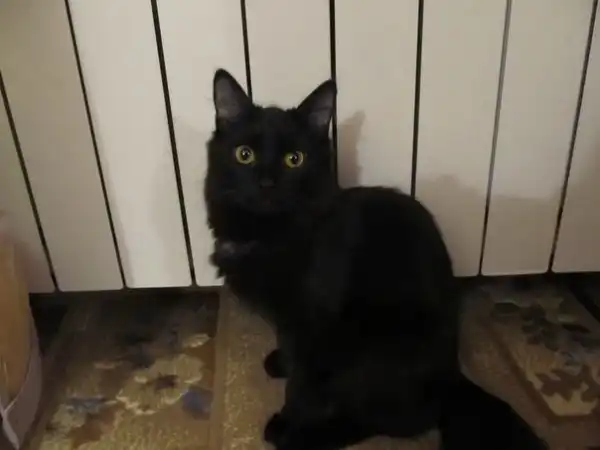 Отдам в хорошие руки котёнка Нюшу