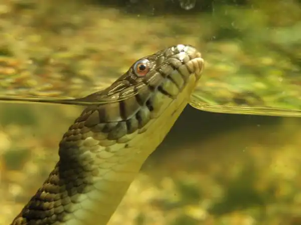 Анаконда. Самая большая змея в мире