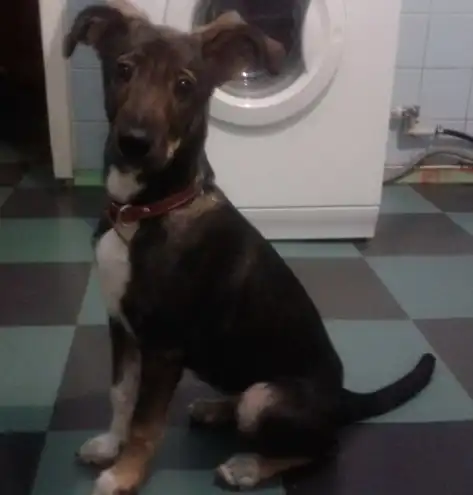 Щенок Рокси, 4 мес. Щенок Рокси, 4 мес.