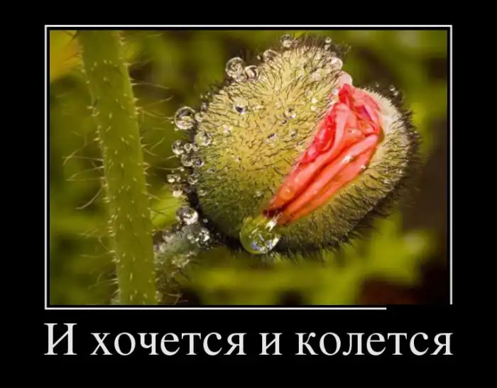 Картинки в черной рамке Картинки в черной рамке