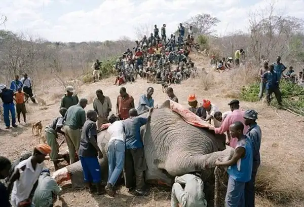 В Зимбабве настоящий праздник - рядом с деревней сдох слон...
