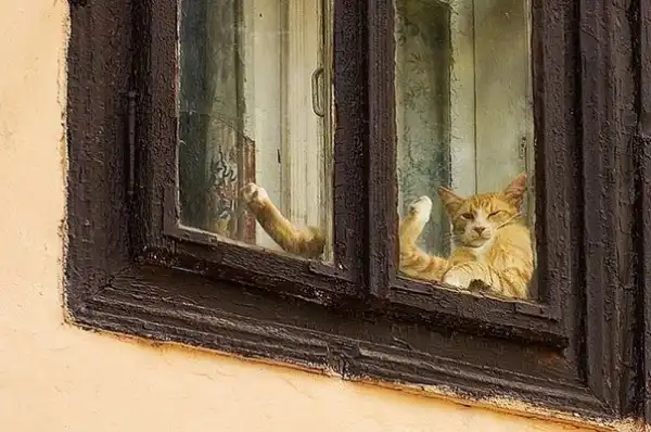 МИ-МИ-МИ картинки