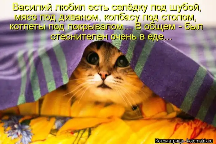 Лучшие котоматрицы недели Лучшие котоматрицы недели