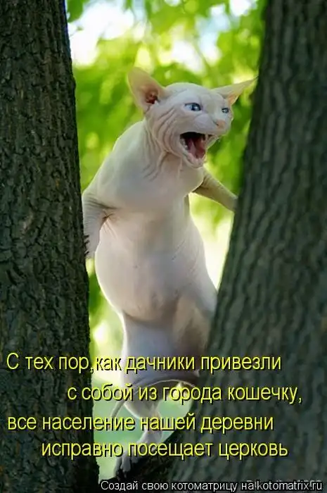 Лучшие котоматрицы недели Лучшие котоматрицы недели