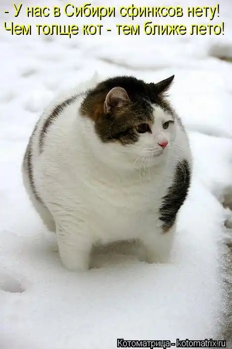 Лучшие котоматрицы недели Лучшие котоматрицы недели