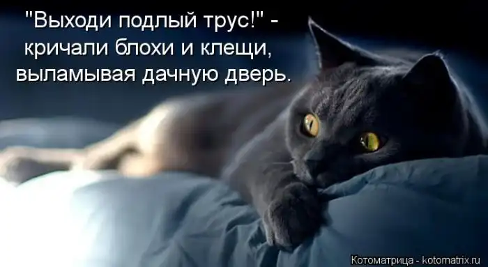 Лучшие котоматрицы недели Лучшие котоматрицы недели