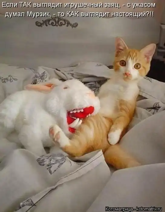 Лучшие котоматрицы недели Лучшие котоматрицы недели