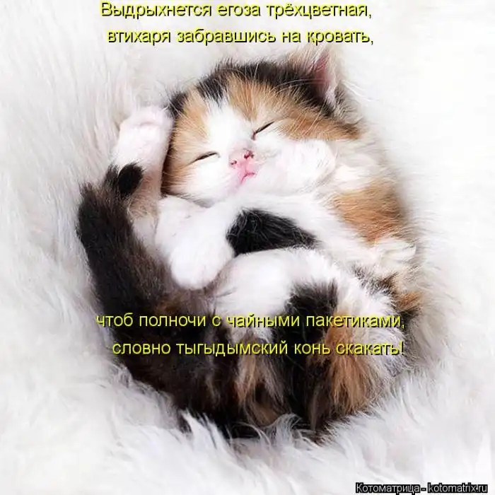 Лучшие котоматрицы недели Лучшие котоматрицы недели