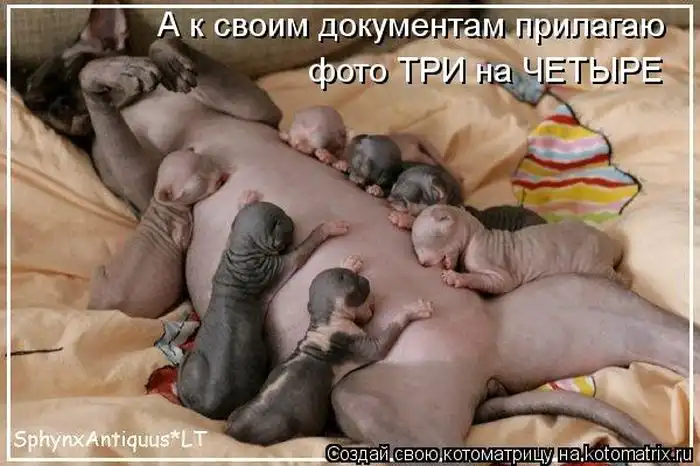 Лучшие котоматрицы недели Лучшие котоматрицы недели