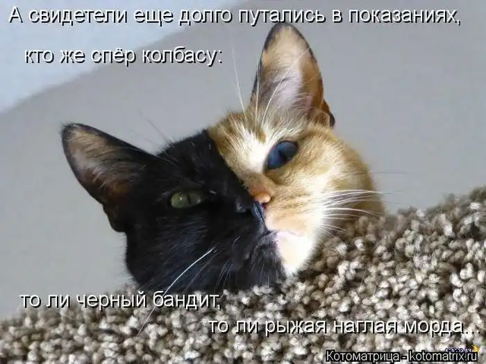 Лучшие котоматрицы недели Лучшие котоматрицы недели