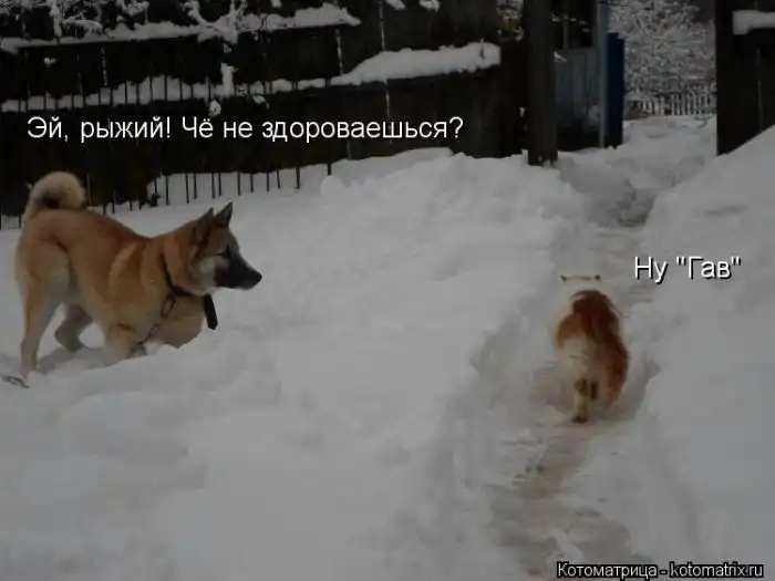 Лучшие котоматрицы недели Лучшие котоматрицы недели