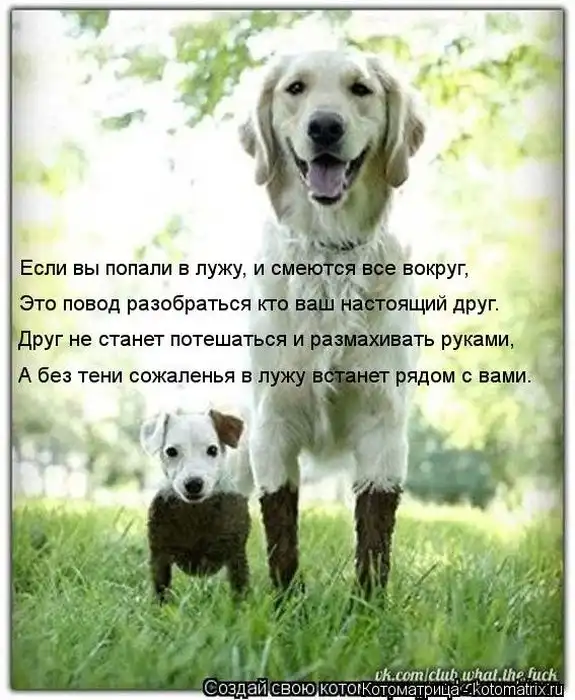 Лучшие котоматрицы недели Лучшие котоматрицы недели