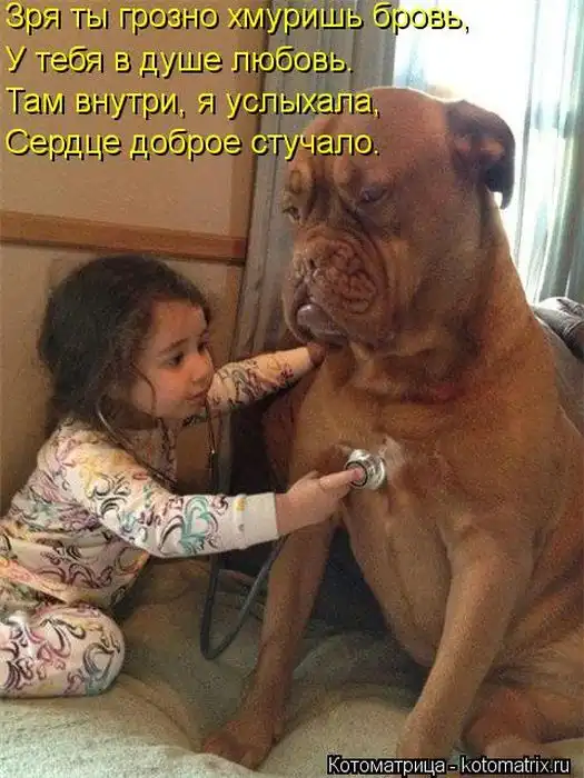 Лучшие котоматрицы недели Лучшие котоматрицы недели