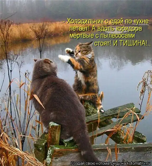 Лучшие котоматрицы недели Лучшие котоматрицы недели