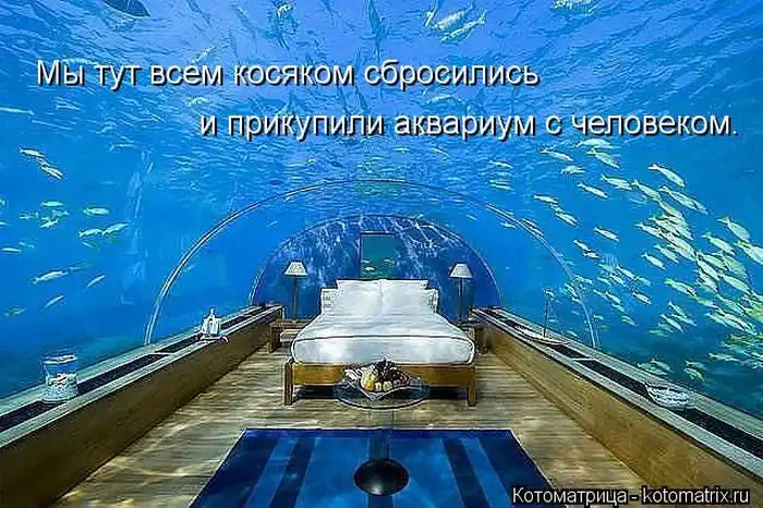 Лучшие котоматрицы недели Лучшие котоматрицы недели