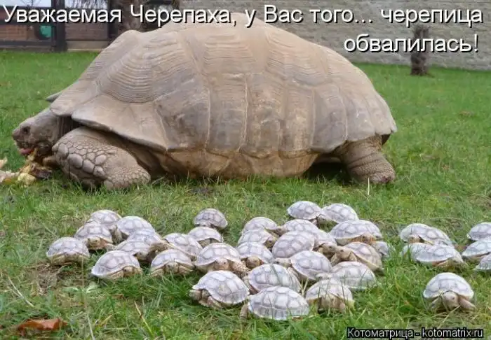Лучшие котоматрицы недели Лучшие котоматрицы недели