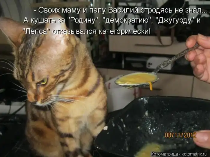 Лучшие котоматрицы недели Лучшие котоматрицы недели