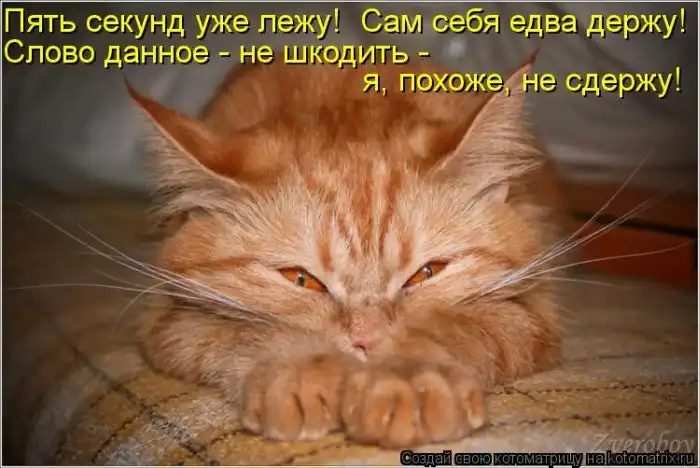Лучшие котоматрицы недели Лучшие котоматрицы недели