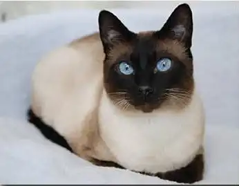 Синеглазый котик ищет дом! Синеглазый котик ищет дом!