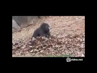 Сумасшедшая горилла