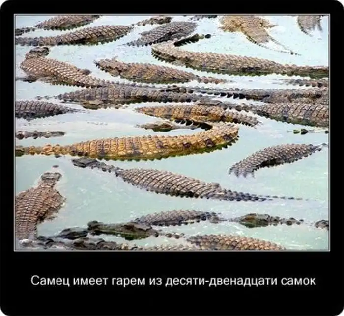 Крокодилы: познавательно и интересно Крокодилы: познавательно и интересно