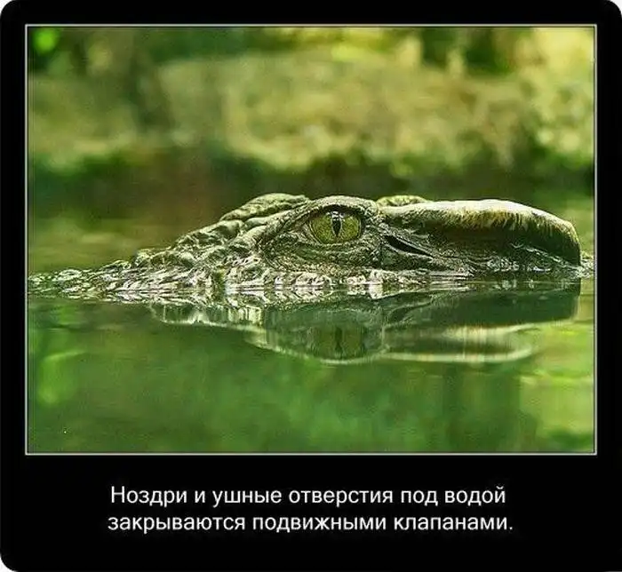 Крокодилы: познавательно и интересно Крокодилы: познавательно и интересно