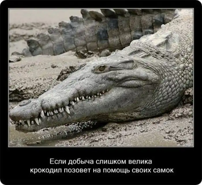 Крокодилы: познавательно и интересно Крокодилы: познавательно и интересно